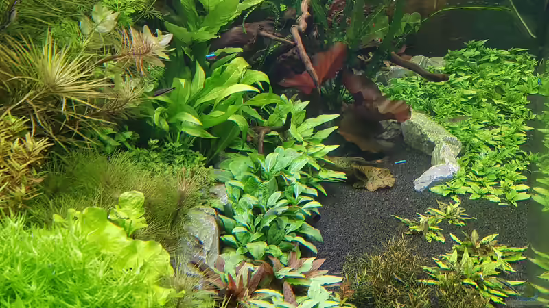 15.05.2017 Tag 31 von Pflanzenmaster (3)