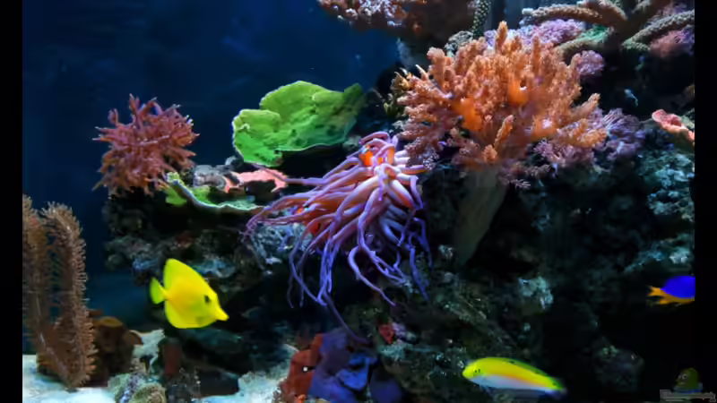 15.06.2011 von Dirk Schäfer (10)