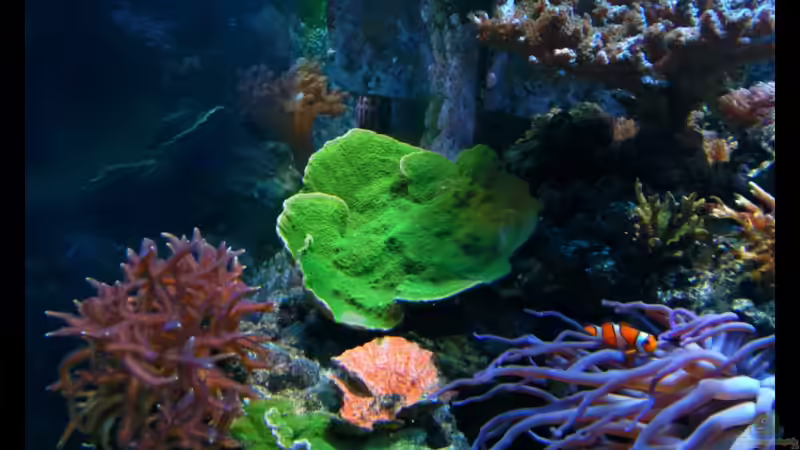 15.06.2011 von Dirk Schäfer (12)