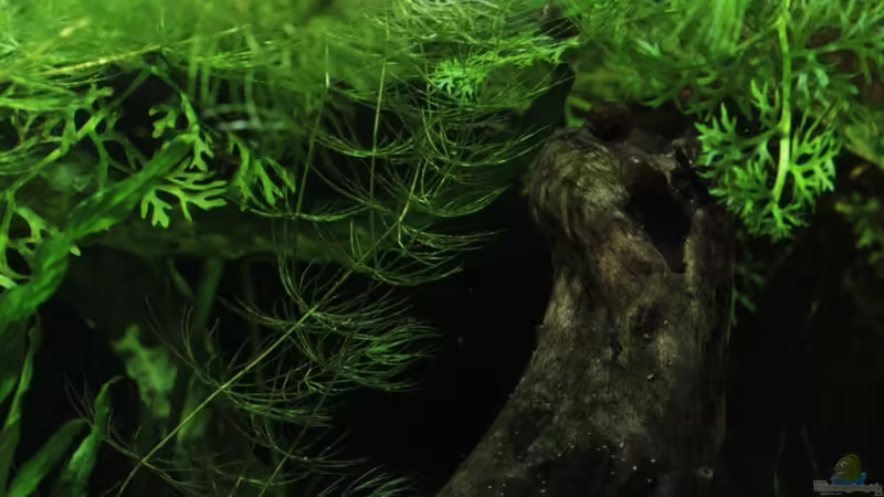 15/06/2014 von lomarraco (29)