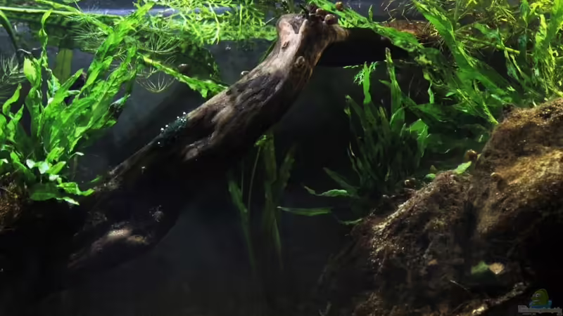 15/06/2014 von lomarraco (30)