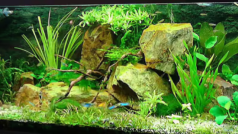 15.06.2016 neues Steinlayout von Grünhexe (78)