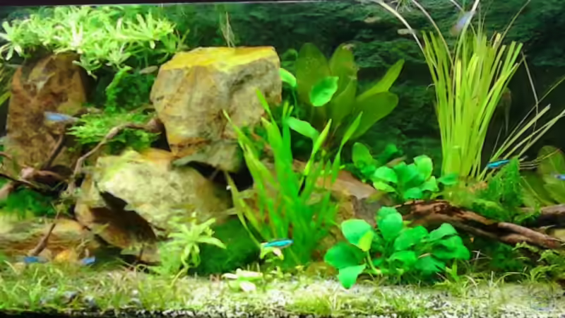 15,06.2016 von Grünhexe (79)