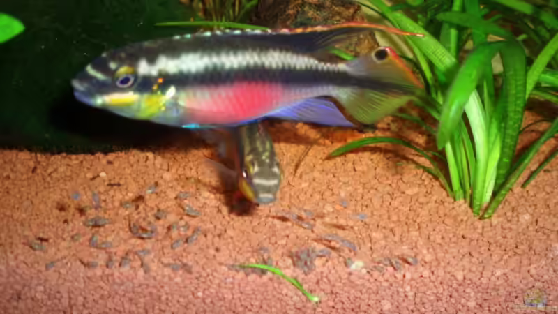 15.07.09 Purpurprachtbuntbarsch Männchen von ~Marco~ (43)