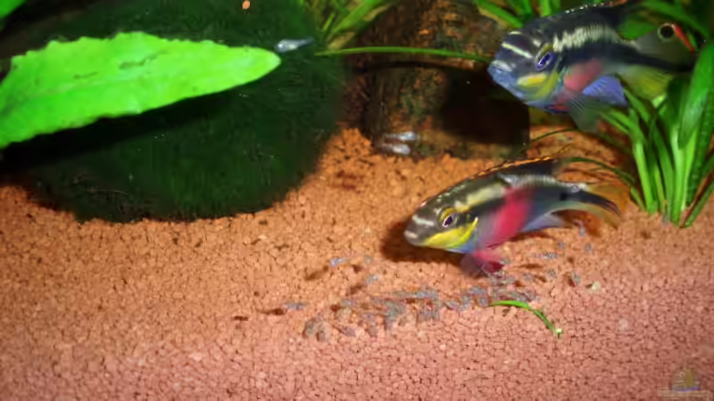 15.07.09 Purpurprachtbuntbarsch Paar+Nachwuchs von ~Marco~ (42)