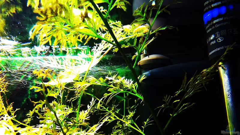 15-08-11 von Sebastian Philipp (30)