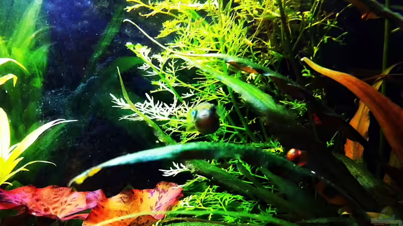 15-08-11 von Sebastian Philipp (37)