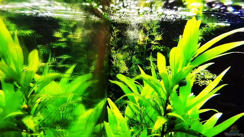 15-08-11 von Sebastian Philipp (7)