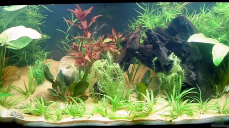 15.08.2010 von Susanne Kruse (6)