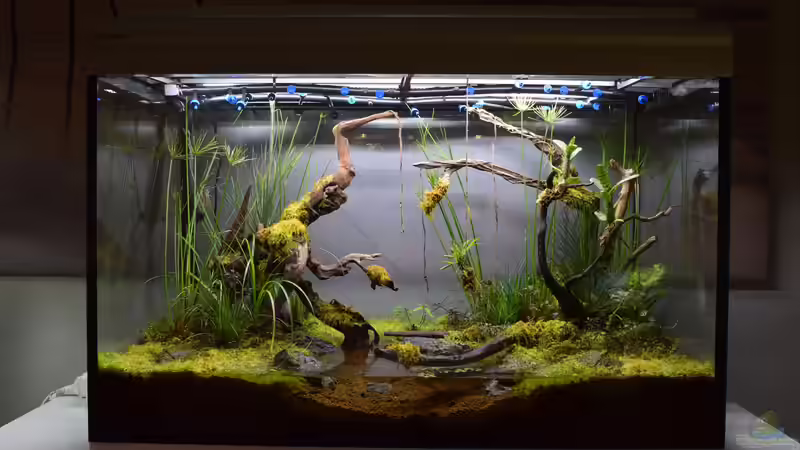 15.08.2018 von Junglist (1)