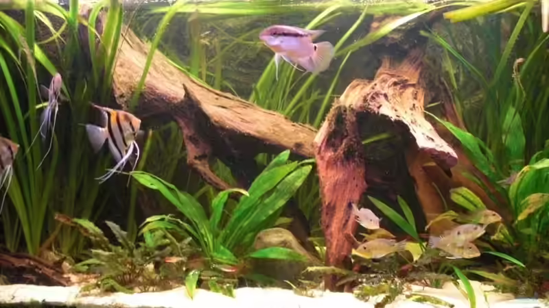 15.09.2011 von Amazonasbecken.eu (5)