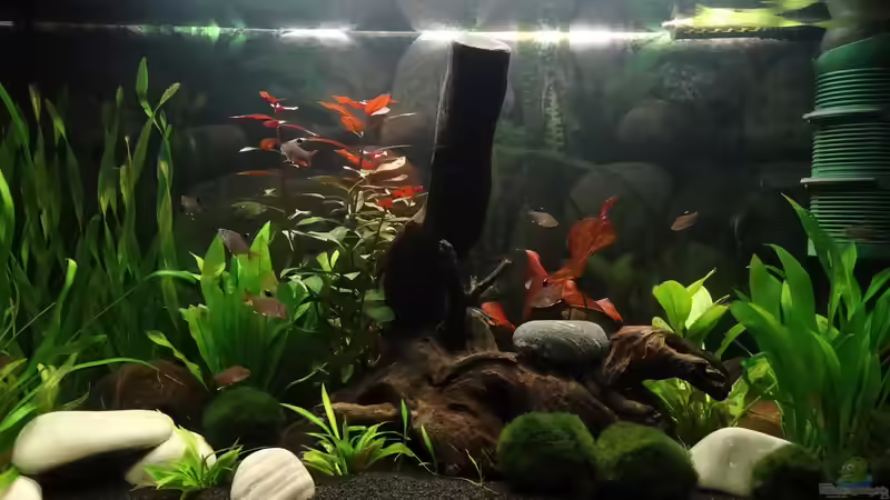 15.09.2014 - die ersten Fische sind eingezogen von Kristin89 (5)