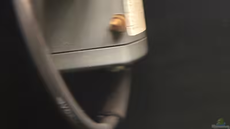 15.09.25 Nachwuchs von Taia naticoides von herkla (43)