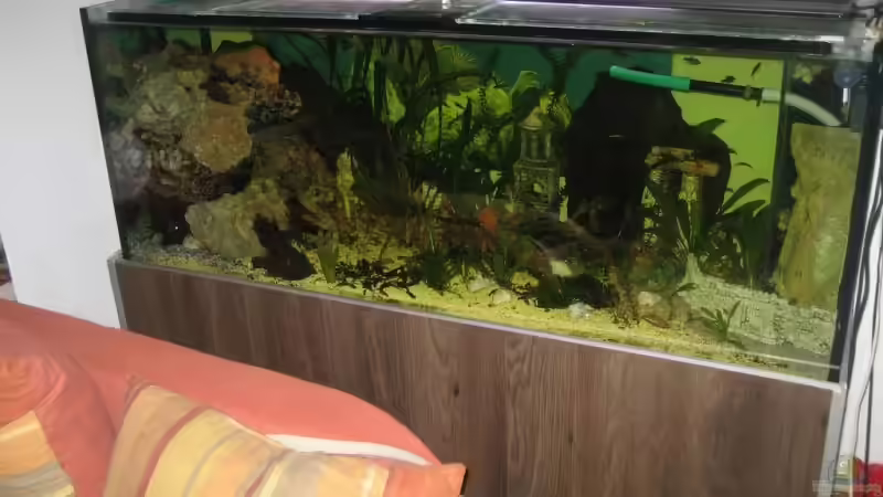 15.11.2008 von Gaspode (2)