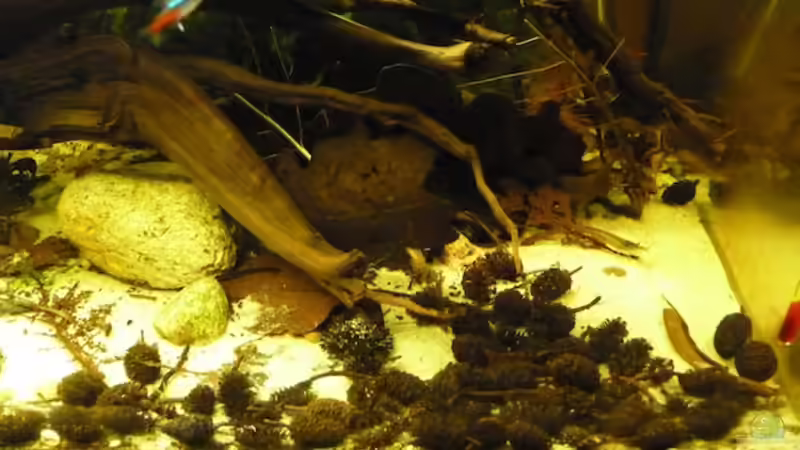 15.11.2011 von dave88 (1)