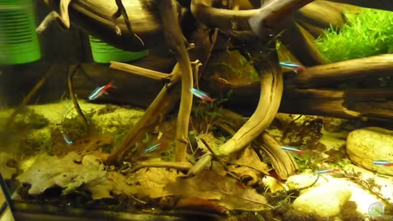 15.11.2011 von dave88 (15)