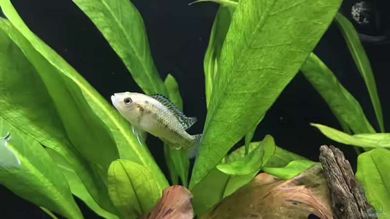 15.11.24. 1/1 Pseodocrenilabrus multicolor oben Weibchen, unten Männchen von herkla (30)