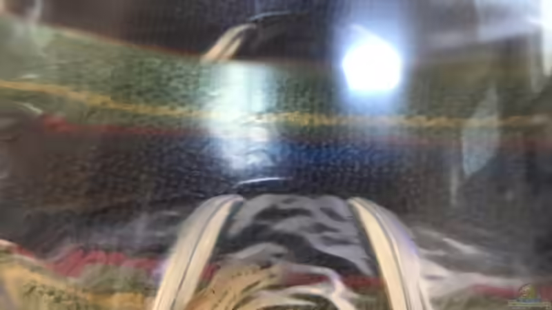 15.11.24 Pseudocrenilabrus multicolor von herkla (31)