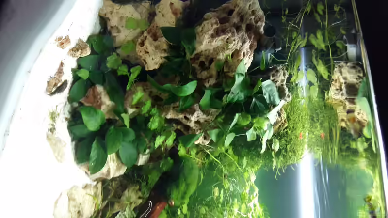 15.11 die Filter wand wächst zu von Spawngrow (11)