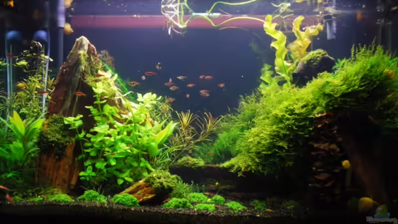 15.12.08 von Chili (2)