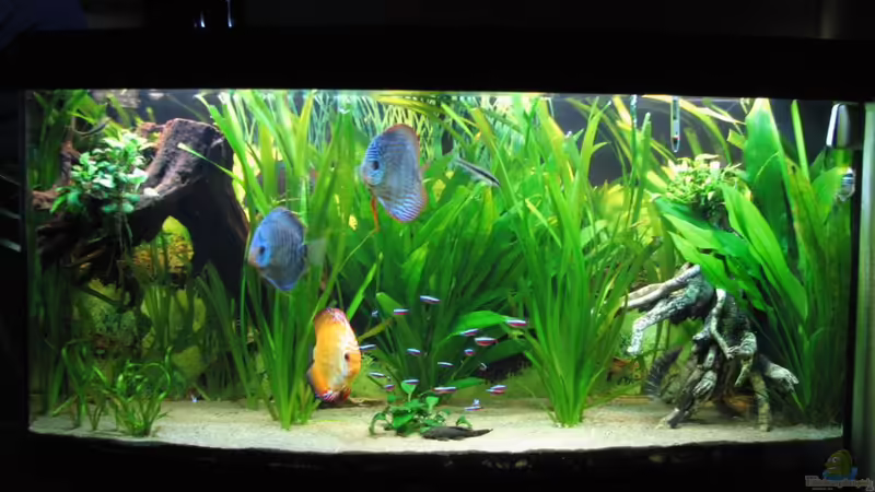 15.12.2009 von Stefan (6)