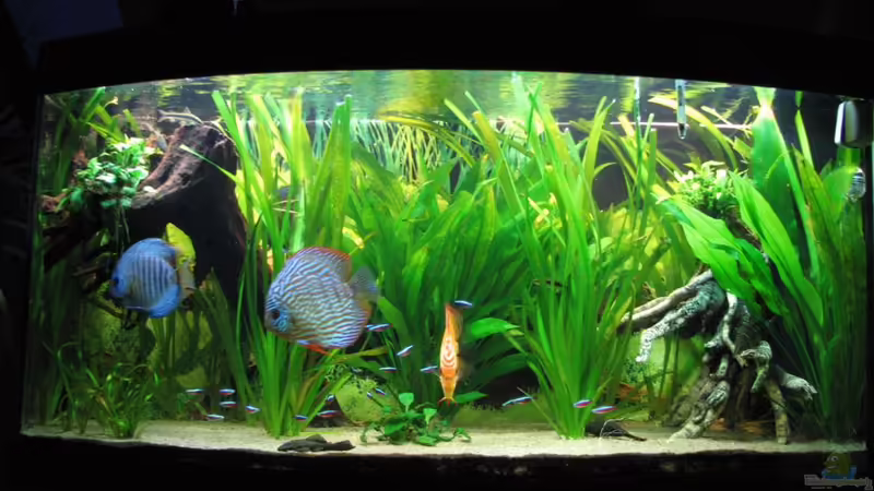 15.12.2009 von Stefan (7)