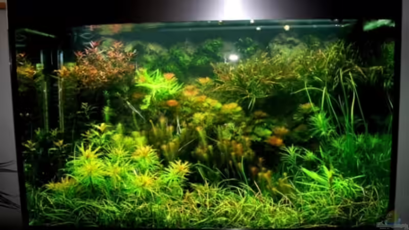 15.12.2010 von @mazonas (9)