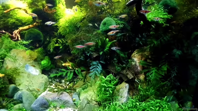 15.12.2012 von snooze (25)