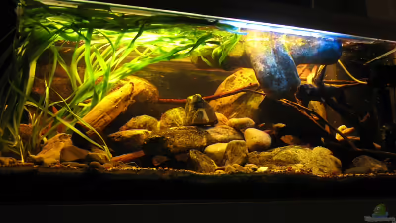 15.12.2013 auch Hauptbild von der Theoretiker (43)