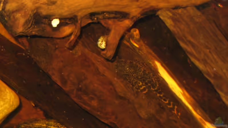 15.12.2013 l147 von der Theoretiker (87)