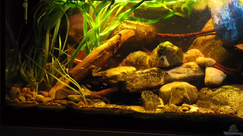 15.12.2013 linke Hälfte, Schwimmfels ist nun mehr rechts von der Theoretiker (40)