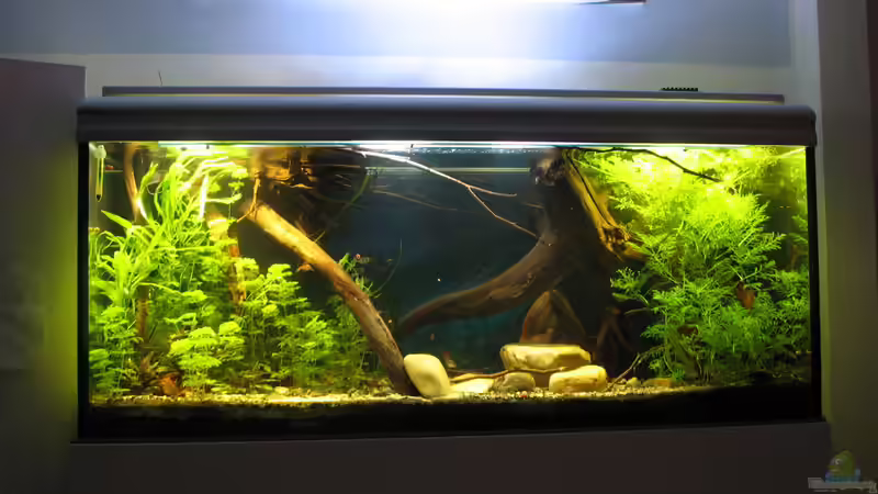 15.12.2017 aus der Distanz von der Theoretiker (19)