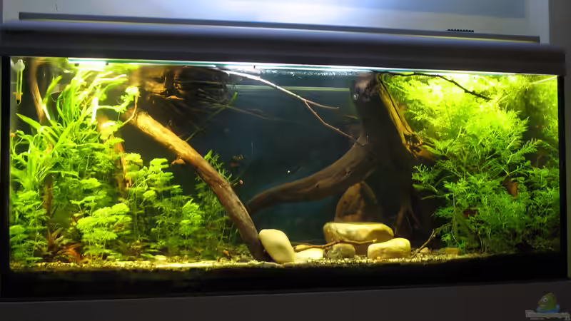 15.12.2017 schräg von links von der Theoretiker (17)