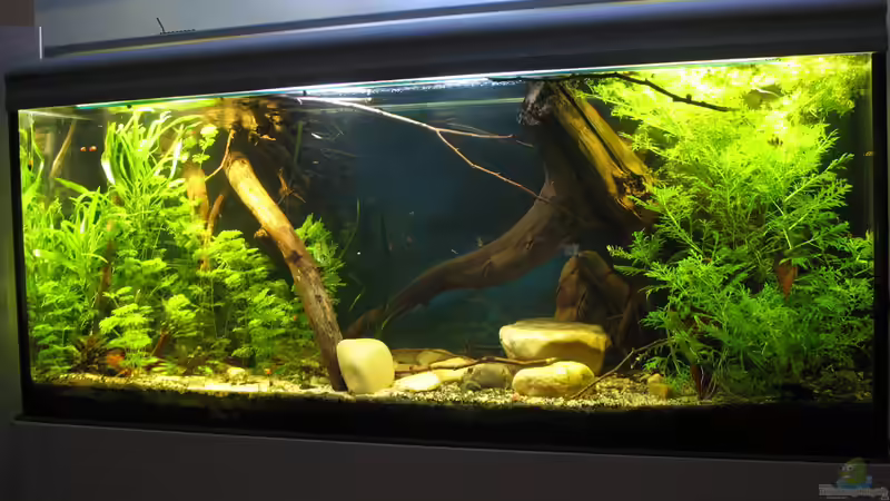 15.12.2017 schräg von rechts von der Theoretiker (18)