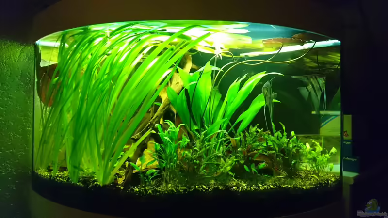 15.12.2017 von Cello (1)