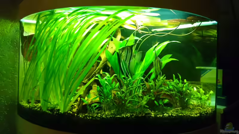 15.12.2017 von Cello (2)