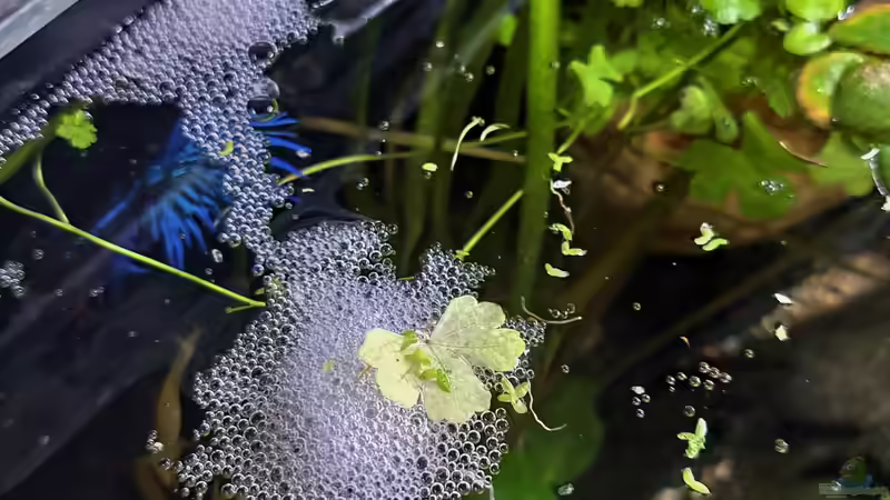 15.12.2022   1.Schaumnest von okefenokee (12)