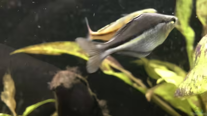 Aquarien mit Melanotaenia lacustris (Aquamarin-Regenbogenfisch)
