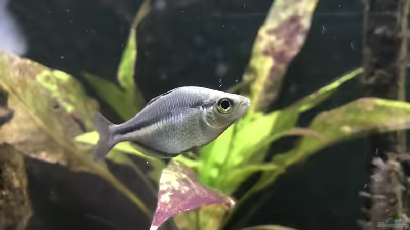 15.12.23 Melanotaenia lacustris Männchen von herkla (78)