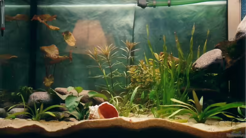 15.3.2006 Neu eingerichtet nach 3 Tagen von Ingo Hornung (3)