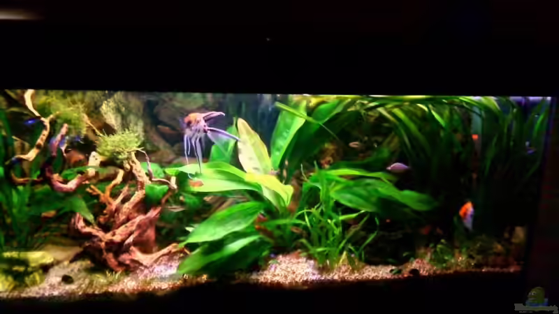 15.5.08 von Marco Weis (11)