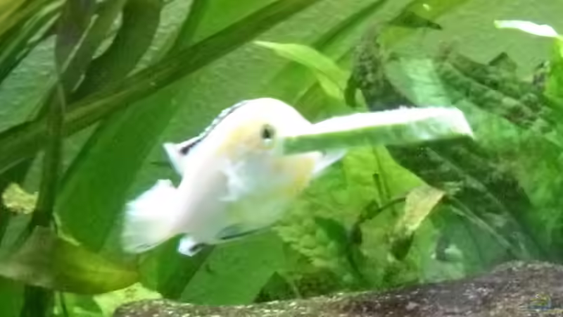 15.5.2010 heute gibts Zucchini von Mats (76)