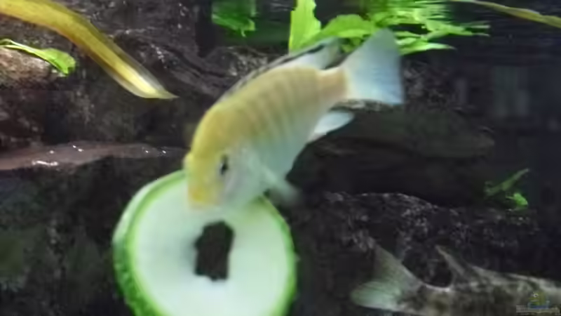 15.5.2010 heute gibts Zucchini von Mats (77)