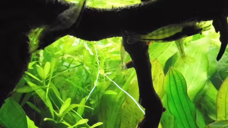 15.7.16 von odin 68 (194)