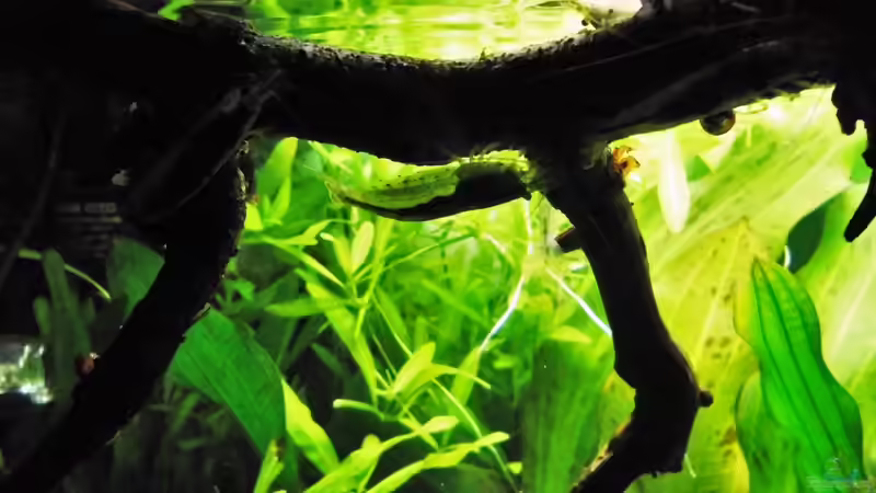 15.7.16 von odin 68 (195)