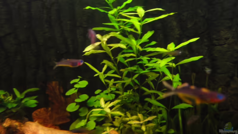 15.9.11 von Heiko Stracke (24)