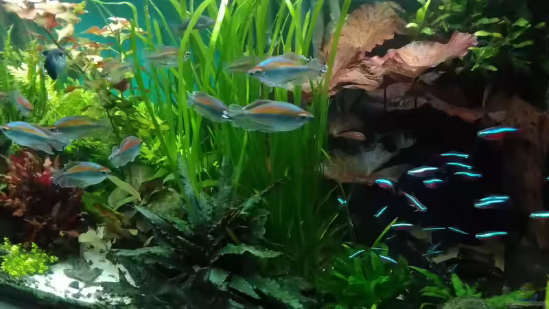 15.9.18 rechte Seite von Grünhexe (37)