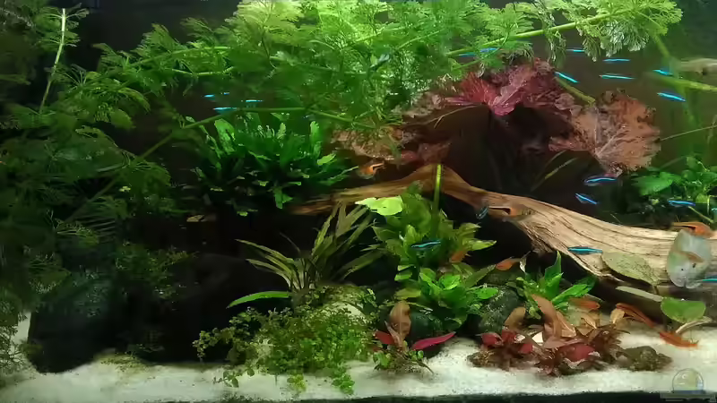 15.9.18 von Grünhexe (10)