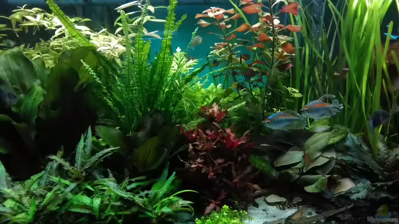 15.9.18 von Grünhexe (59)