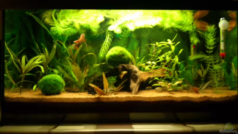 15 Jahre alt das Becken und funzt immer noch von Stephan Groß (1)